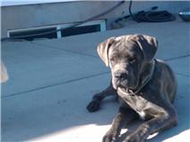 Available Cane Corso